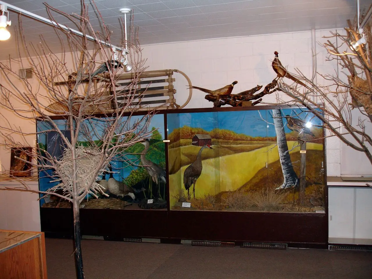 Local wildlife diorama display at Sceptre museum